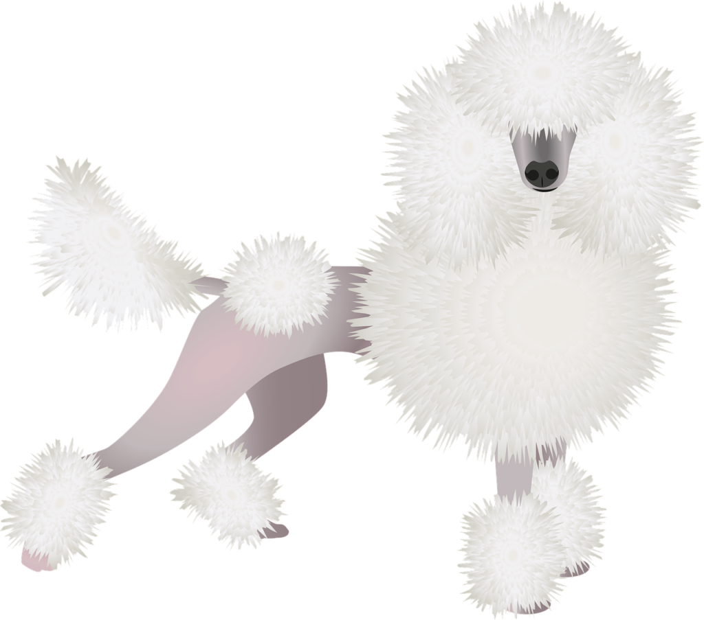 poodle, dog, pet, animal, domestic, canine, mammal, drawing, digital art, cutout, poodle, poodle, poodle, poodle, poodle, nature, dog-6961909.jpg